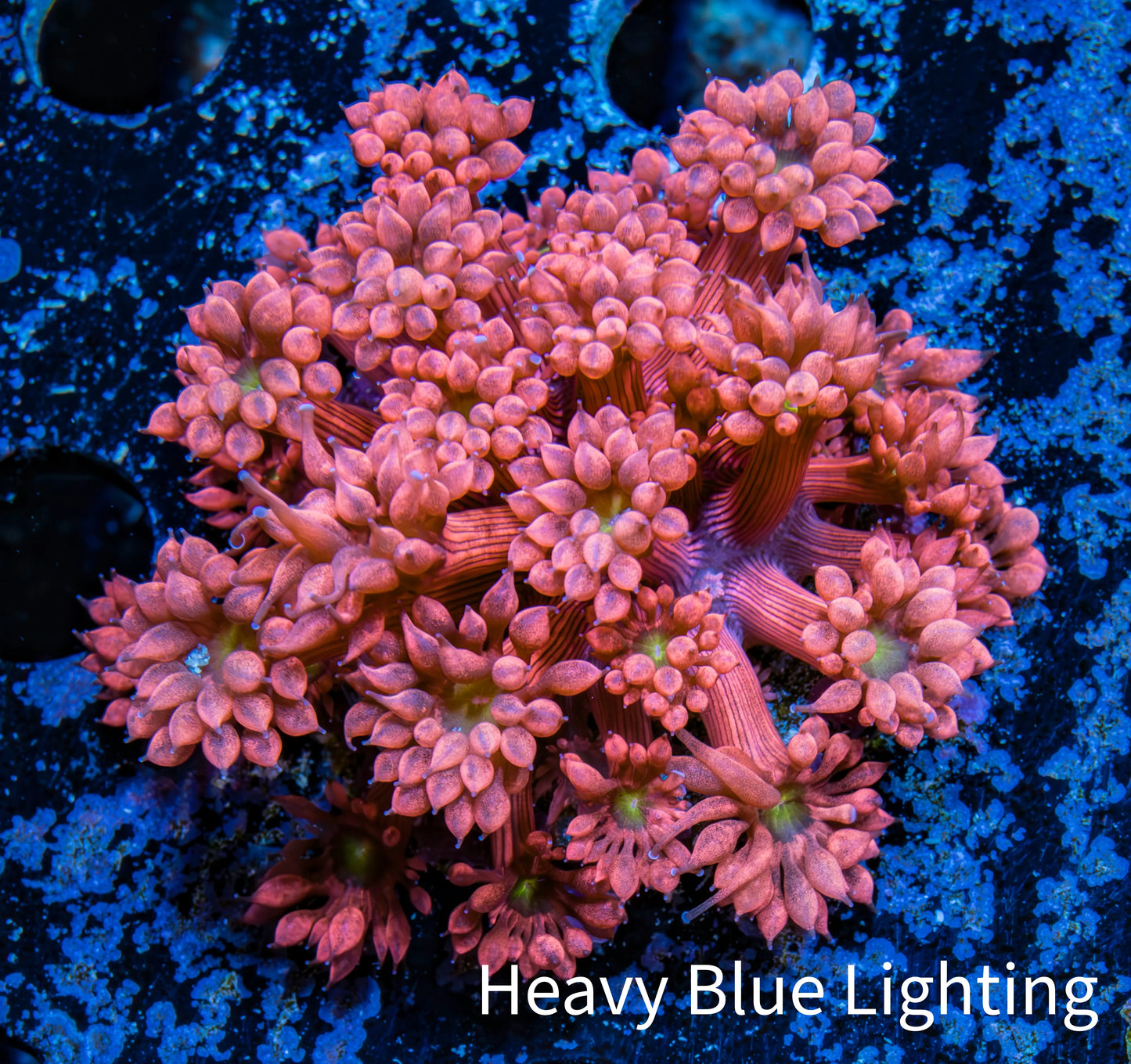 Ultra Goniopora Coral - Frag - Tropic Blaze Goni WYSIWYG D3R4B2 Ultra Goniopora Coral - Frag - Tropic Blaze Goni WYSIWYG D3R4B2 Animals & Pet Supplies Ultra Goniopora Coral - Frag - Tropic Blaze Goni WYSIWYG D3R4B2 Zeo Box Reef