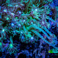 Ultra Goniopora Coral - Frag - WYSIWYG A10R4B2 Ultra Goniopora Coral - Frag - WYSIWYG A10R4B2 Animals & Pet Supplies Ultra Goniopora Coral - Frag - WYSIWYG A10R4B2 Zeo Box Reef