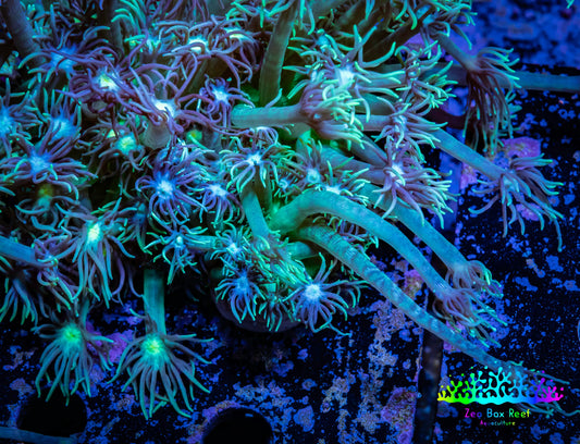 Ultra Goniopora Coral - Frag - WYSIWYG A10R4B2 Ultra Goniopora Coral - Frag - WYSIWYG A10R4B2 Animals & Pet Supplies Ultra Goniopora Coral - Frag - WYSIWYG A10R4B2 Zeo Box Reef