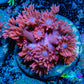Ultra Goniopora Coral Frag -  WYSIWYG A10R4B2 Ultra Goniopora Coral Frag -  WYSIWYG A10R4B2 Animals & Pet Supplies Ultra Goniopora Coral Frag -  WYSIWYG A10R4B2 Zeo Box Reef