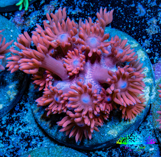 Ultra Goniopora Coral Frag -  WYSIWYG A10R4B2 Ultra Goniopora Coral Frag -  WYSIWYG A10R4B2 Animals & Pet Supplies Ultra Goniopora Coral Frag -  WYSIWYG A10R4B2 Zeo Box Reef