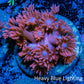 Ultra Goniopora Coral Frag -  WYSIWYG A10R4B2 Ultra Goniopora Coral Frag -  WYSIWYG A10R4B2 Animals & Pet Supplies Ultra Goniopora Coral Frag -  WYSIWYG A10R4B2 Zeo Box Reef