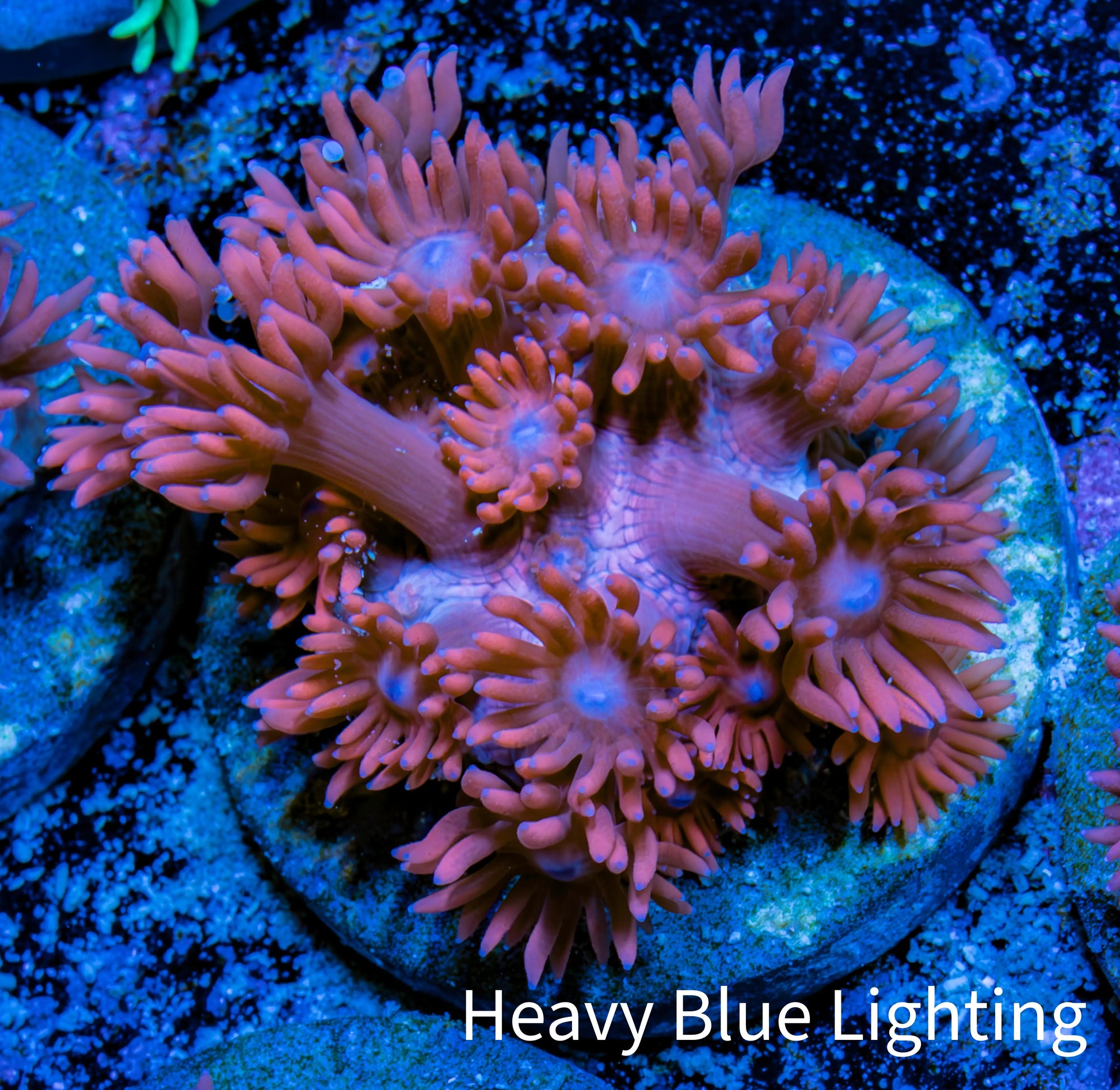Ultra Goniopora Coral Frag -  WYSIWYG A10R4B2 Ultra Goniopora Coral Frag -  WYSIWYG A10R4B2 Animals & Pet Supplies Ultra Goniopora Coral Frag -  WYSIWYG A10R4B2 Zeo Box Reef