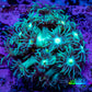 Ultra Goniopora Coral Frag -  WYSIWYG A11R3B1 Ultra Goniopora Coral Frag -  WYSIWYG A11R3B1 Animals & Pet Supplies Ultra Goniopora Coral Frag -  WYSIWYG A11R3B1 Zeo Box Reef