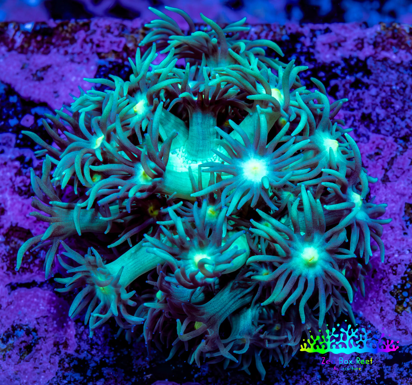 Ultra Goniopora Coral Frag -  WYSIWYG A11R3B1 Ultra Goniopora Coral Frag -  WYSIWYG A11R3B1 Animals & Pet Supplies Ultra Goniopora Coral Frag -  WYSIWYG A11R3B1 Zeo Box Reef