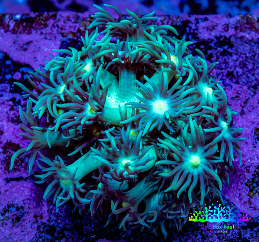 Ultra Goniopora Coral Frag -  WYSIWYG A11R3B1 Ultra Goniopora Coral Frag -  WYSIWYG A11R3B1 Animals & Pet Supplies Ultra Goniopora Coral Frag -  WYSIWYG A11R3B1 Zeo Box Reef