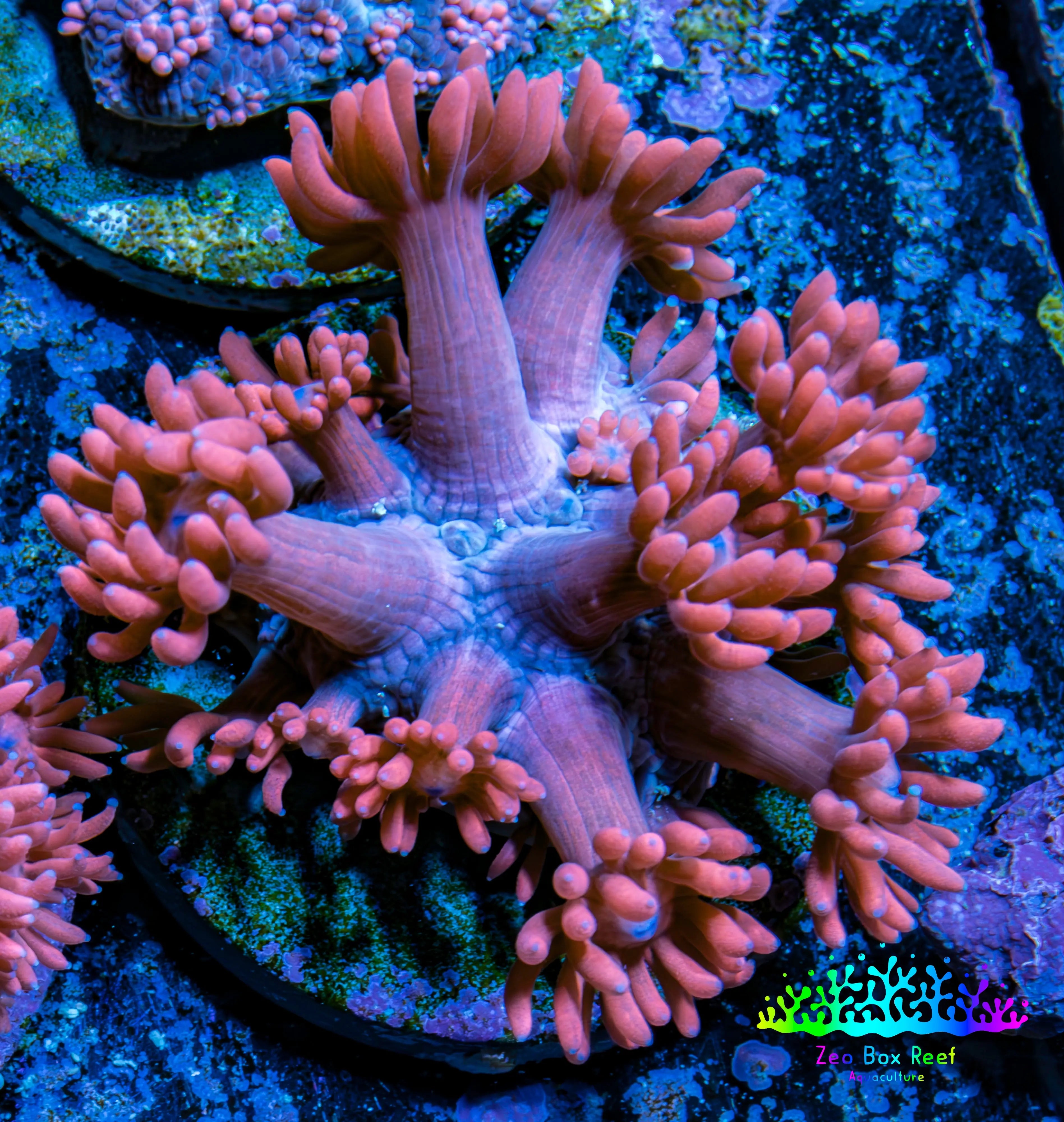 Goniopora Coral, Premium WYSIWYG LPS – Zeo Box Reef Aquaculture