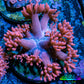 Ultra Goniopora Coral Frag -  WYSIWYG A11R4B2 Ultra Goniopora Coral Frag -  WYSIWYG A11R4B2 Animals & Pet Supplies Ultra Goniopora Coral Frag -  WYSIWYG A11R4B2 Zeo Box Reef