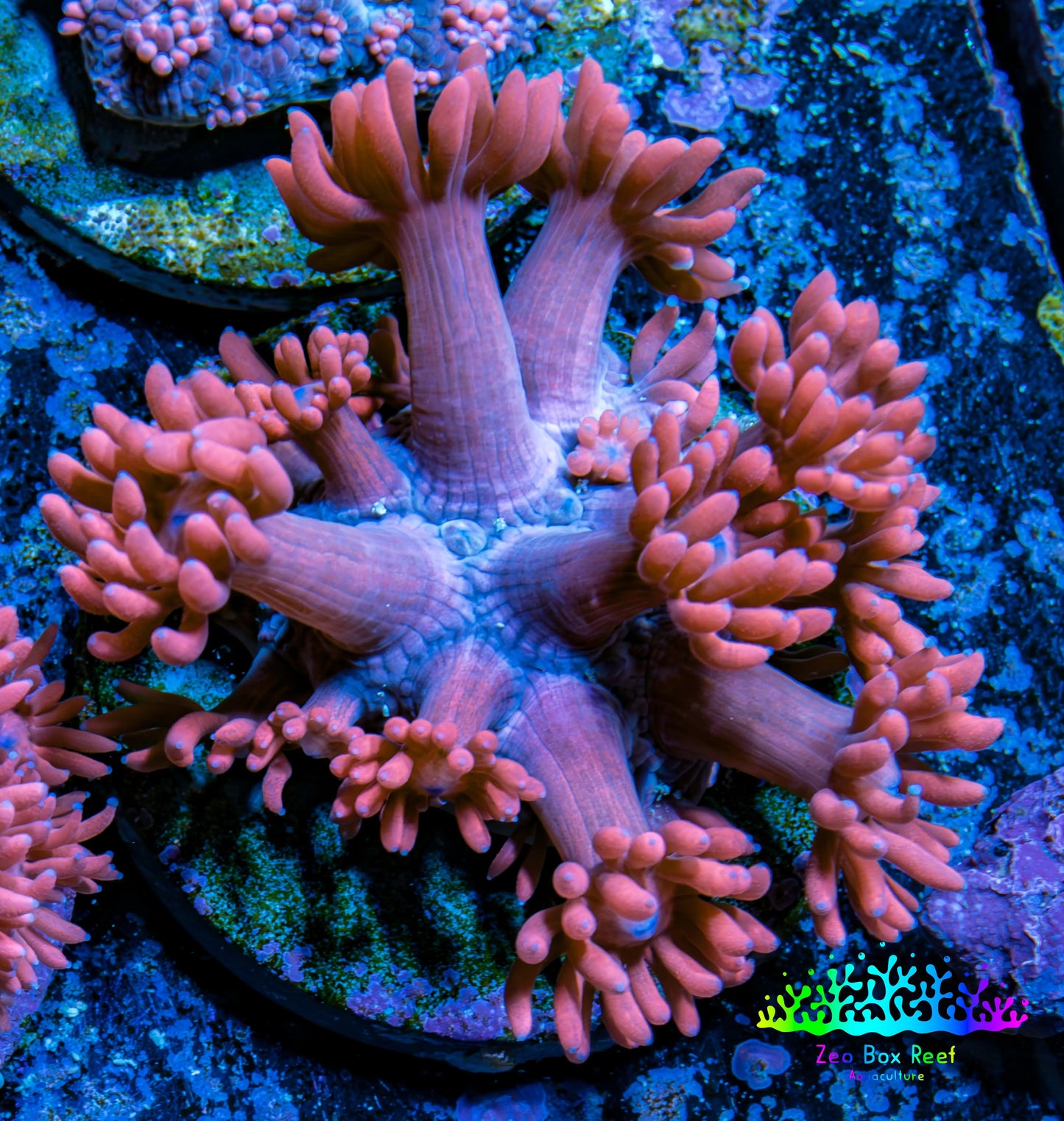 Ultra Goniopora Coral Frag -  WYSIWYG A11R4B2 Ultra Goniopora Coral Frag -  WYSIWYG A11R4B2 Animals & Pet Supplies Ultra Goniopora Coral Frag -  WYSIWYG A11R4B2 Zeo Box Reef