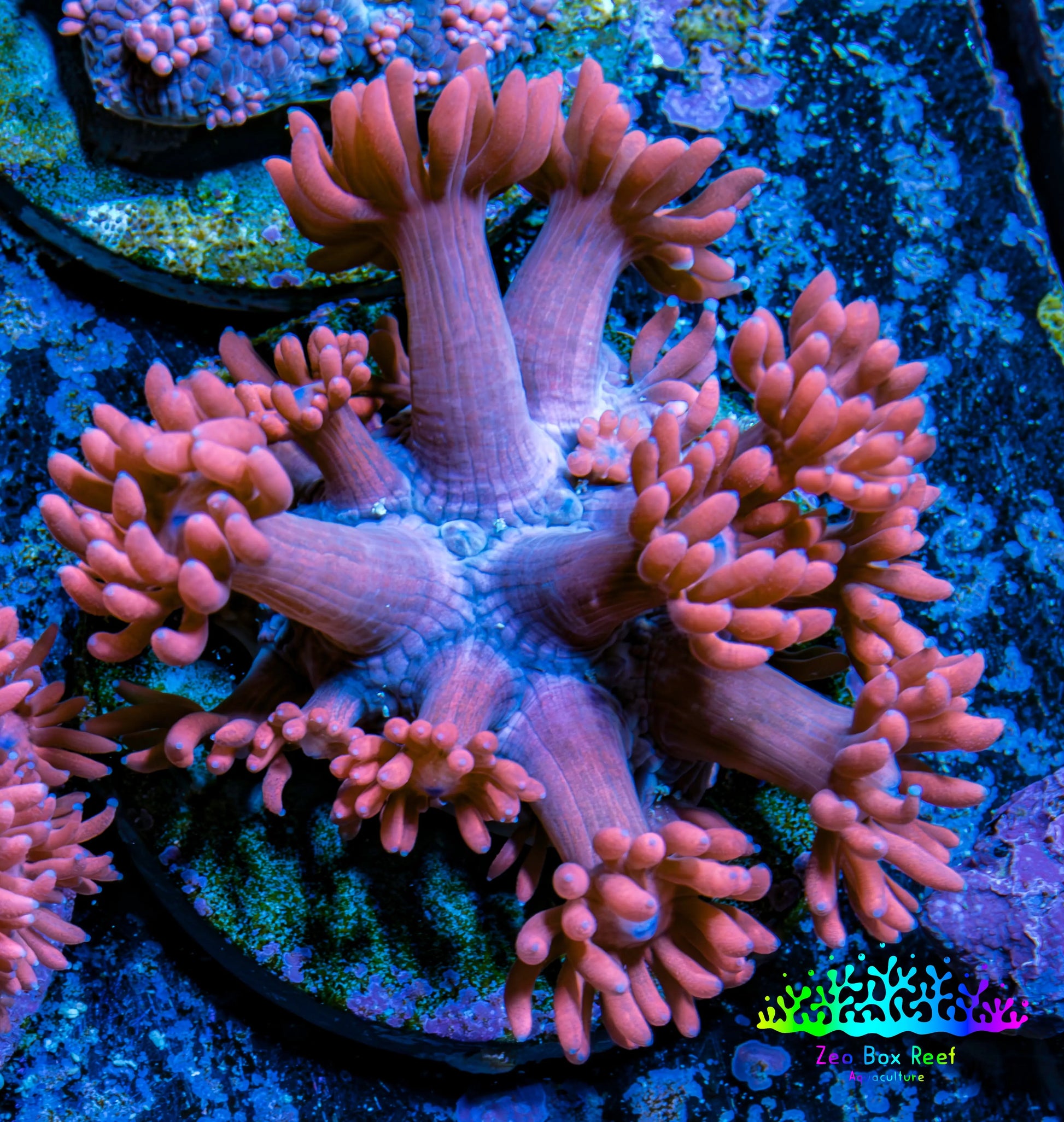 Ultra Goniopora Coral Frag -  WYSIWYG A11R4B2 Ultra Goniopora Coral Frag -  WYSIWYG A11R4B2 Animals & Pet Supplies Ultra Goniopora Coral Frag -  WYSIWYG A11R4B2 Zeo Box Reef