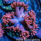 Ultra Goniopora Coral Frag -  WYSIWYG A11R4B2 Ultra Goniopora Coral Frag -  WYSIWYG A11R4B2 Animals & Pet Supplies Ultra Goniopora Coral Frag -  WYSIWYG A11R4B2 Zeo Box Reef