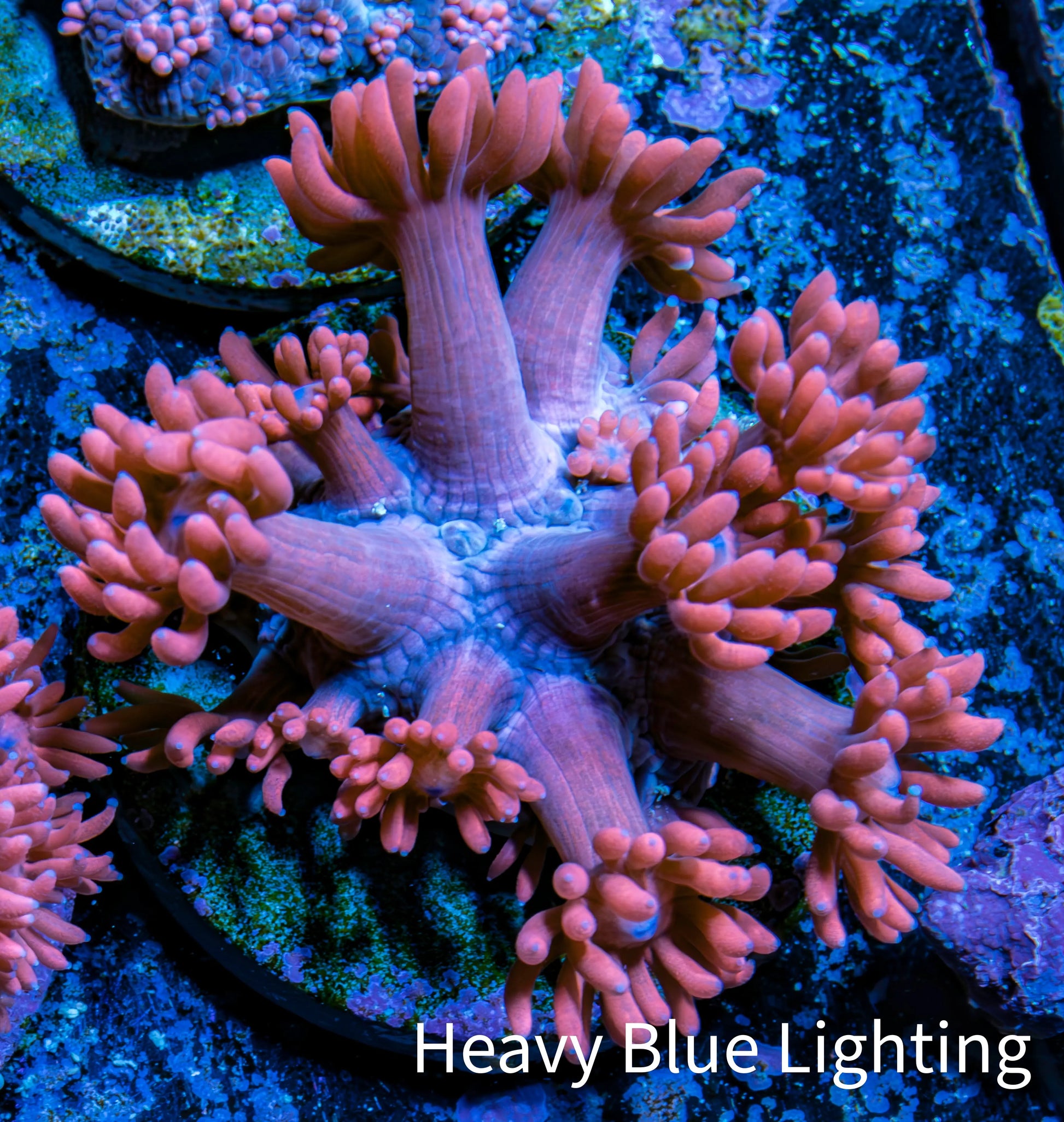 Ultra Goniopora Coral Frag -  WYSIWYG A11R4B2 Ultra Goniopora Coral Frag -  WYSIWYG A11R4B2 Animals & Pet Supplies Ultra Goniopora Coral Frag -  WYSIWYG A11R4B2 Zeo Box Reef