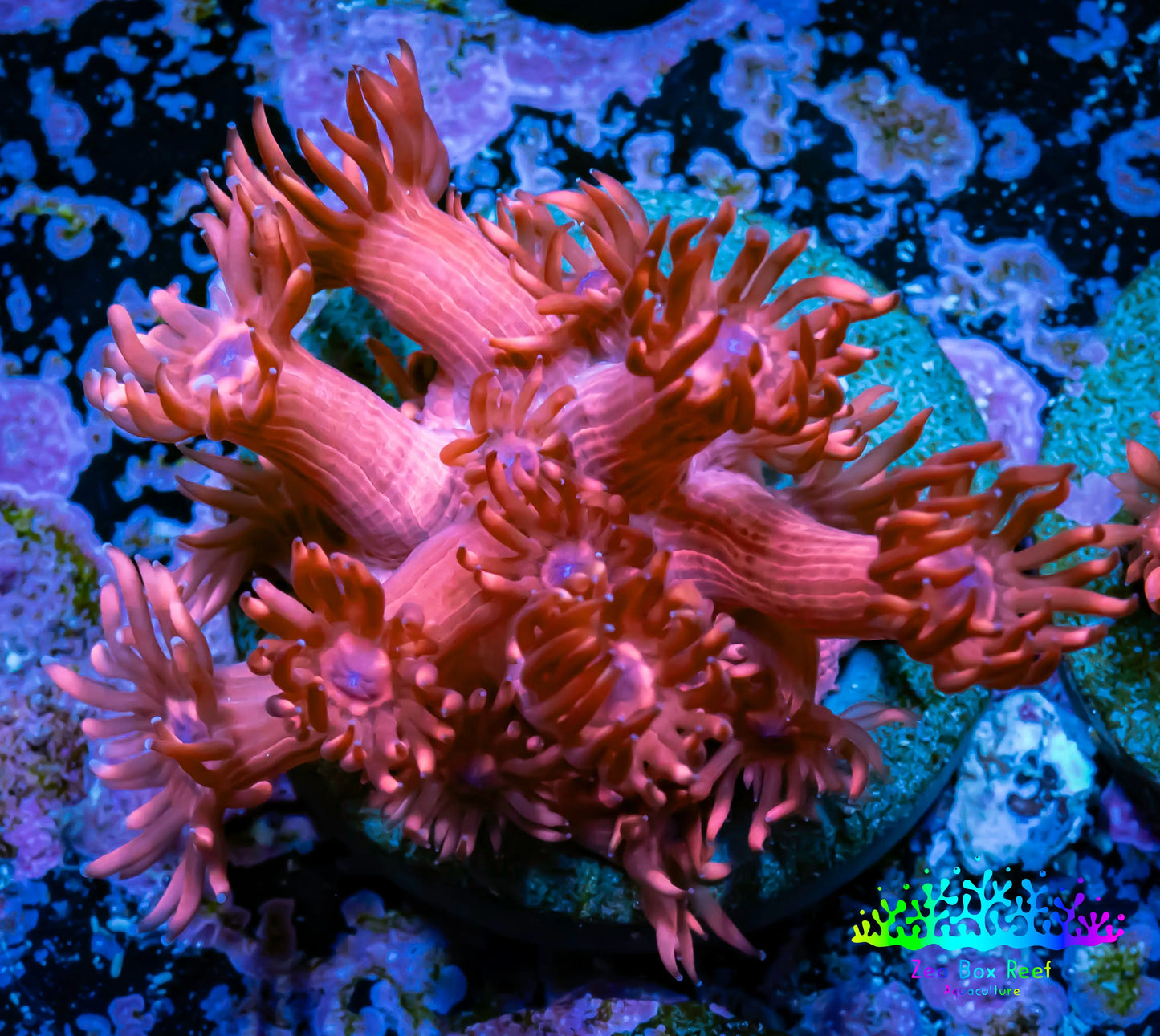 Ultra Goniopora Coral - Frag - WYSIWYG A1R2B1 Ultra Goniopora Coral - Frag - WYSIWYG A1R2B1 Animals & Pet Supplies Ultra Goniopora Coral - Frag - WYSIWYG A1R2B1 Zeo Box Reef