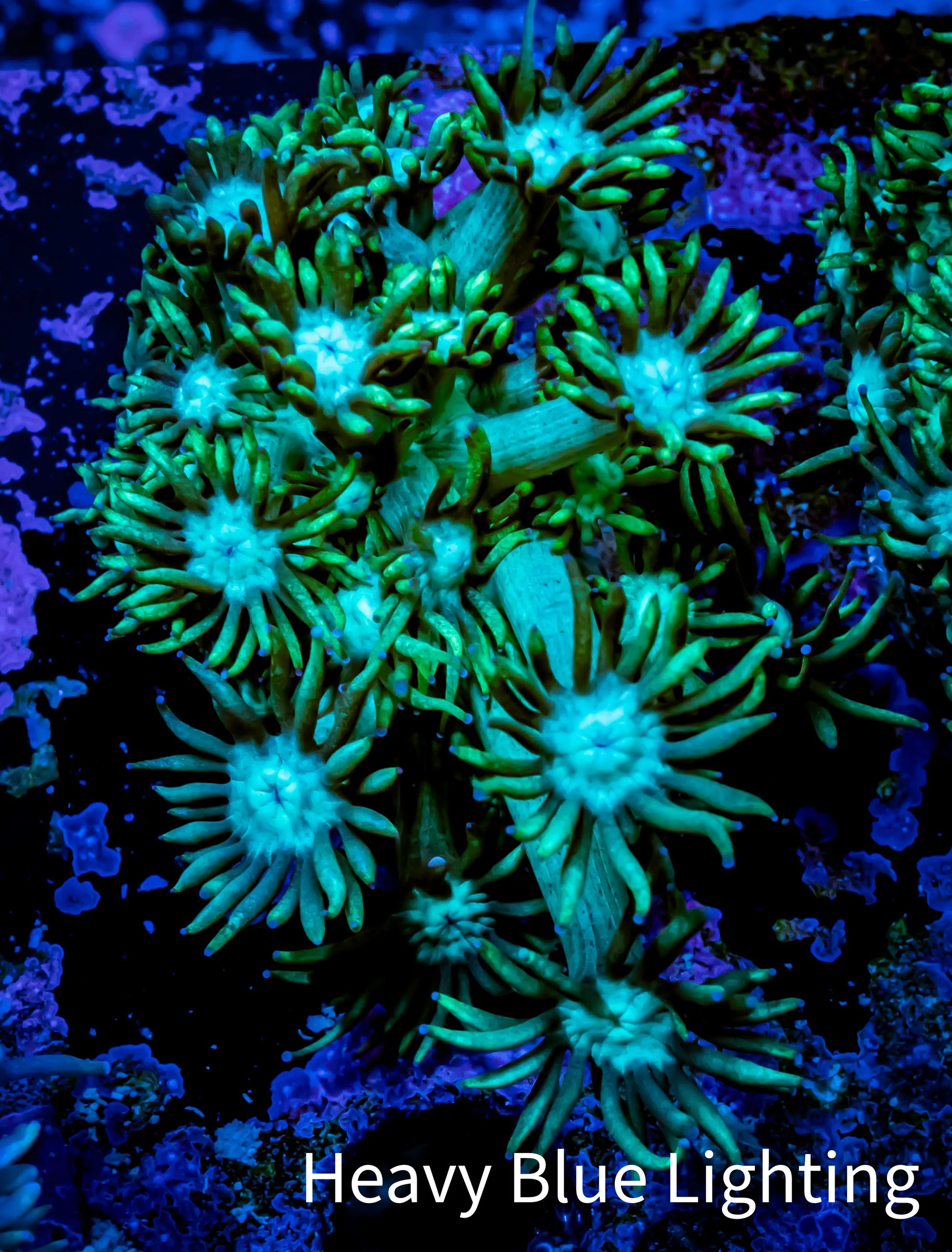Ultra Goniopora Coral - Frag - WYSIWYG A1R3B1 Ultra Goniopora Coral - Frag - WYSIWYG A1R3B1 Animals & Pet Supplies Ultra Goniopora Coral - Frag - WYSIWYG A1R3B1 Zeo Box Reef