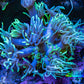 Ultra Goniopora Coral - Frag - WYSIWYG A1R3B1 Ultra Goniopora Coral - Frag - WYSIWYG A1R3B1 Animals & Pet Supplies Ultra Goniopora Coral - Frag - WYSIWYG A1R3B1 Zeo Box Reef