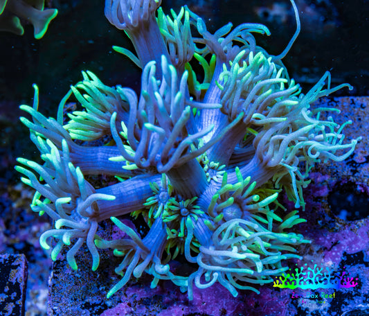 Ultra Goniopora Coral - Frag - WYSIWYG A1R3B1 Ultra Goniopora Coral - Frag - WYSIWYG A1R3B1 Animals & Pet Supplies Ultra Goniopora Coral - Frag - WYSIWYG A1R3B1 Zeo Box Reef