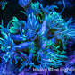 Ultra Goniopora Coral - Frag - WYSIWYG A1R3B1 Ultra Goniopora Coral - Frag - WYSIWYG A1R3B1 Animals & Pet Supplies Ultra Goniopora Coral - Frag - WYSIWYG A1R3B1 Zeo Box Reef