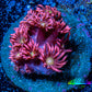 Ultra Goniopora Coral Frag -  WYSIWYG A1R3B1 Ultra Goniopora Coral Frag -  WYSIWYG A1R3B1 Animals & Pet Supplies Ultra Goniopora Coral Frag -  WYSIWYG A1R3B1 Zeo Box Reef
