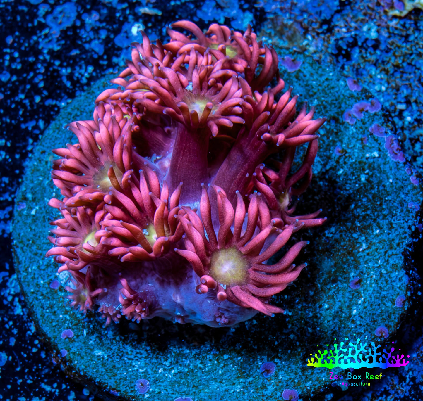 Ultra Goniopora Coral Frag -  WYSIWYG A1R3B1 Ultra Goniopora Coral Frag -  WYSIWYG A1R3B1 Animals & Pet Supplies Ultra Goniopora Coral Frag -  WYSIWYG A1R3B1 Zeo Box Reef