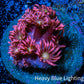 Ultra Goniopora Coral Frag -  WYSIWYG A1R3B1 Ultra Goniopora Coral Frag -  WYSIWYG A1R3B1 Animals & Pet Supplies Ultra Goniopora Coral Frag -  WYSIWYG A1R3B1 Zeo Box Reef