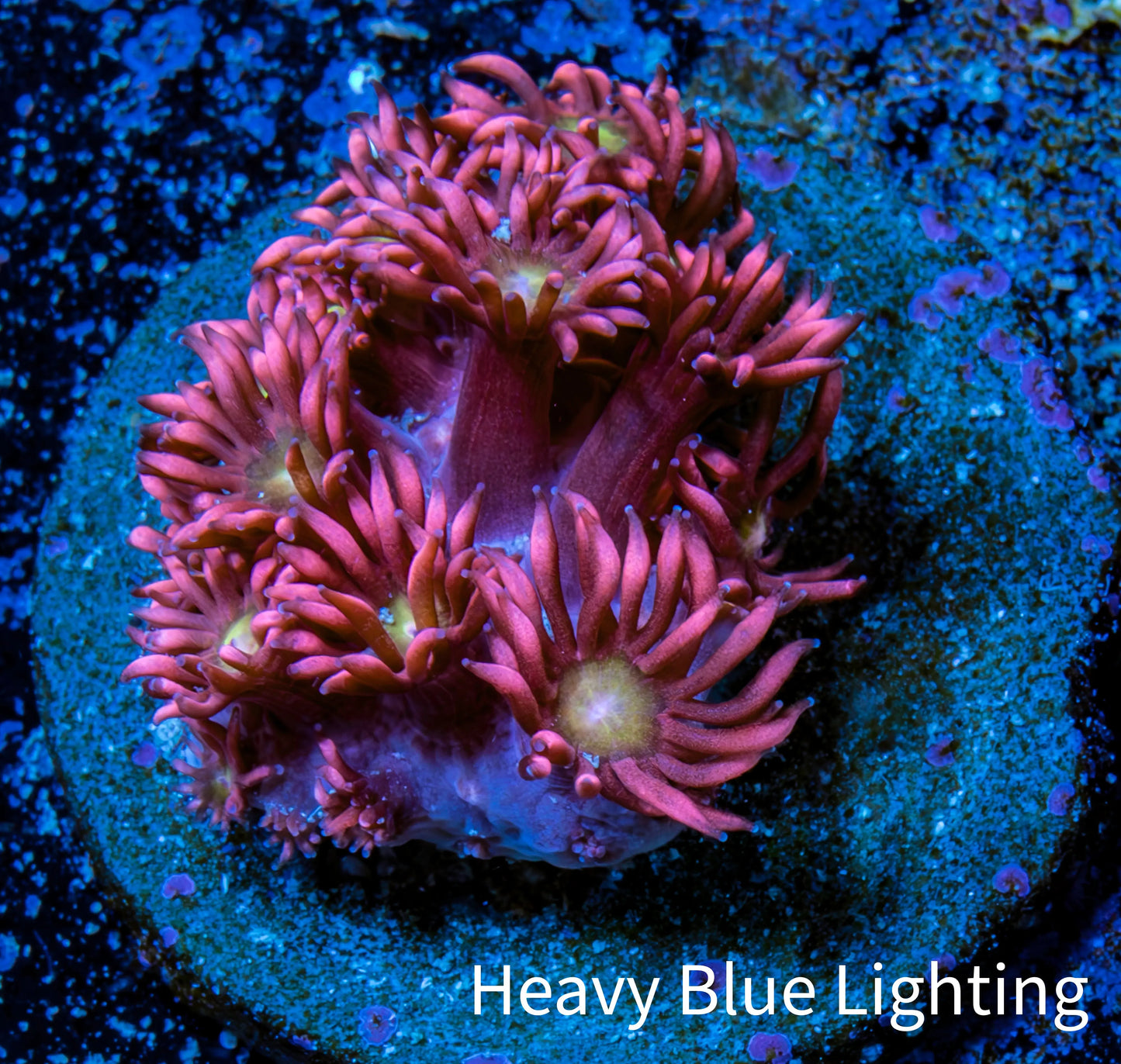 Ultra Goniopora Coral Frag -  WYSIWYG A1R3B1 Ultra Goniopora Coral Frag -  WYSIWYG A1R3B1 Animals & Pet Supplies Ultra Goniopora Coral Frag -  WYSIWYG A1R3B1 Zeo Box Reef