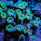 Ultra Goniopora Coral - Frag - WYSIWYG A1R4B1 Ultra Goniopora Coral - Frag - WYSIWYG A1R4B1 Animals & Pet Supplies Ultra Goniopora Coral - Frag - WYSIWYG A1R4B1 Zeo Box Reef