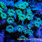 Ultra Goniopora Coral - Frag - WYSIWYG A1R4B1 Ultra Goniopora Coral - Frag - WYSIWYG A1R4B1 Animals & Pet Supplies Ultra Goniopora Coral - Frag - WYSIWYG A1R4B1 Zeo Box Reef