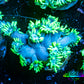 Ultra Goniopora Coral - Frag - WYSIWYG A1R4B1 ( Ultra Goniopora Coral - Frag - WYSIWYG A1R4B1 ( Animals & Pet Supplies Ultra Goniopora Coral - Frag - WYSIWYG A1R4B1 ( Zeo Box Reef