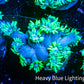 Ultra Goniopora Coral - Frag - WYSIWYG A1R4B1 ( Ultra Goniopora Coral - Frag - WYSIWYG A1R4B1 ( Animals & Pet Supplies Ultra Goniopora Coral - Frag - WYSIWYG A1R4B1 ( Zeo Box Reef