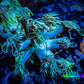 Ultra Goniopora Coral - Frag - WYSIWYG A1R4B2 Ultra Goniopora Coral - Frag - WYSIWYG A1R4B2 Animals & Pet Supplies Ultra Goniopora Coral - Frag - WYSIWYG A1R4B2 Zeo Box Reef