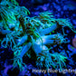 Ultra Goniopora Coral - Frag - WYSIWYG A1R4B2 Ultra Goniopora Coral - Frag - WYSIWYG A1R4B2 Animals & Pet Supplies Ultra Goniopora Coral - Frag - WYSIWYG A1R4B2 Zeo Box Reef