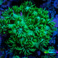 Ultra Goniopora Coral - Frag - WYSIWYG A1R4B2 Ultra Goniopora Coral - Frag - WYSIWYG A1R4B2 Animals & Pet Supplies Ultra Goniopora Coral - Frag - WYSIWYG A1R4B2 Zeo Box Reef