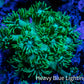Ultra Goniopora Coral - Frag - WYSIWYG A1R4B2 Ultra Goniopora Coral - Frag - WYSIWYG A1R4B2 Animals & Pet Supplies Ultra Goniopora Coral - Frag - WYSIWYG A1R4B2 Zeo Box Reef