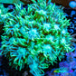 Ultra Goniopora Coral - Frag - WYSIWYG A1R4B2 Ultra Goniopora Coral - Frag - WYSIWYG A1R4B2 Animals & Pet Supplies Ultra Goniopora Coral - Frag - WYSIWYG A1R4B2 Zeo Box Reef