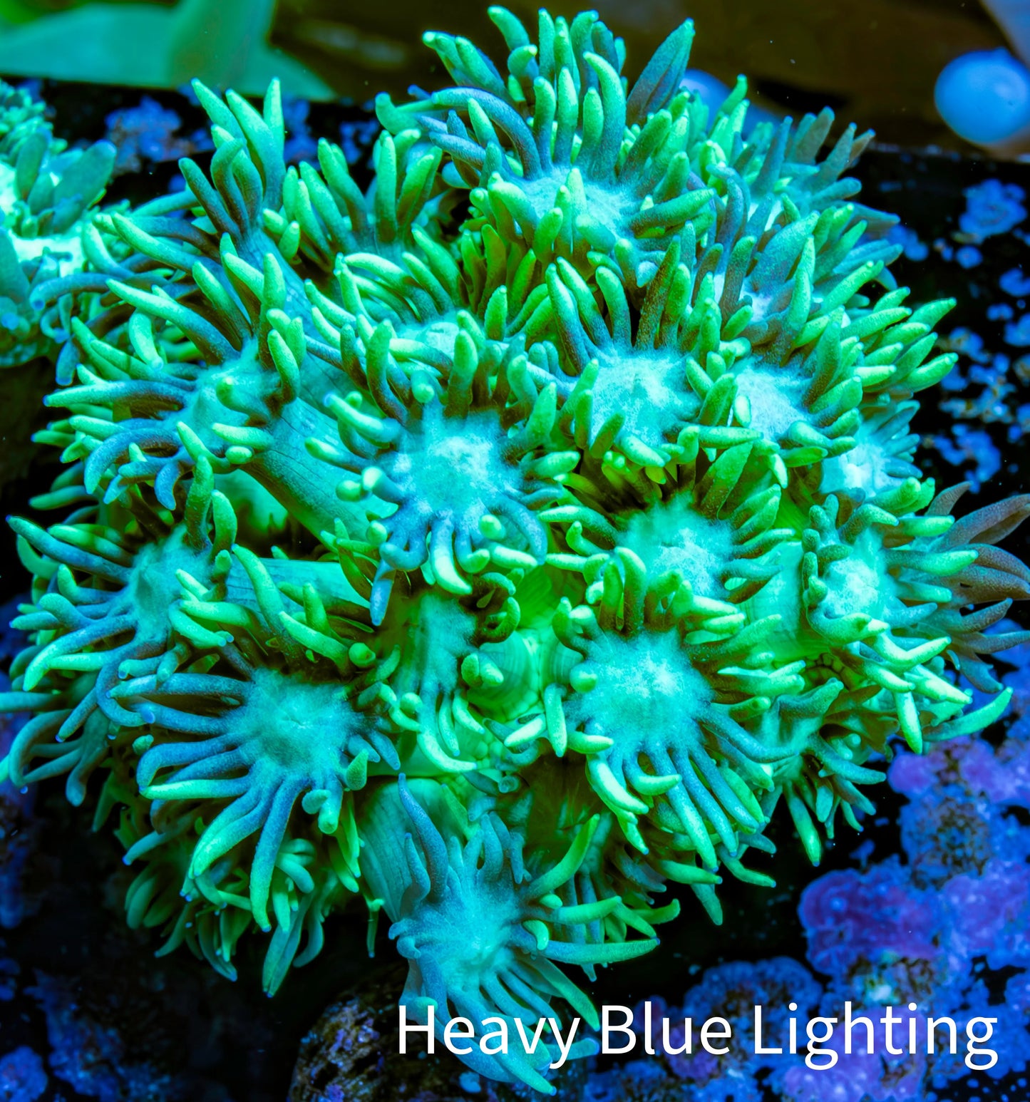 Ultra Goniopora Coral - Frag - WYSIWYG A1R4B2 Ultra Goniopora Coral - Frag - WYSIWYG A1R4B2 Animals & Pet Supplies Ultra Goniopora Coral - Frag - WYSIWYG A1R4B2 Zeo Box Reef