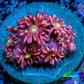 Ultra Goniopora Coral Frag -  WYSIWYG A1R4B2 Ultra Goniopora Coral Frag -  WYSIWYG A1R4B2 Animals & Pet Supplies Ultra Goniopora Coral Frag -  WYSIWYG A1R4B2 Zeo Box Reef