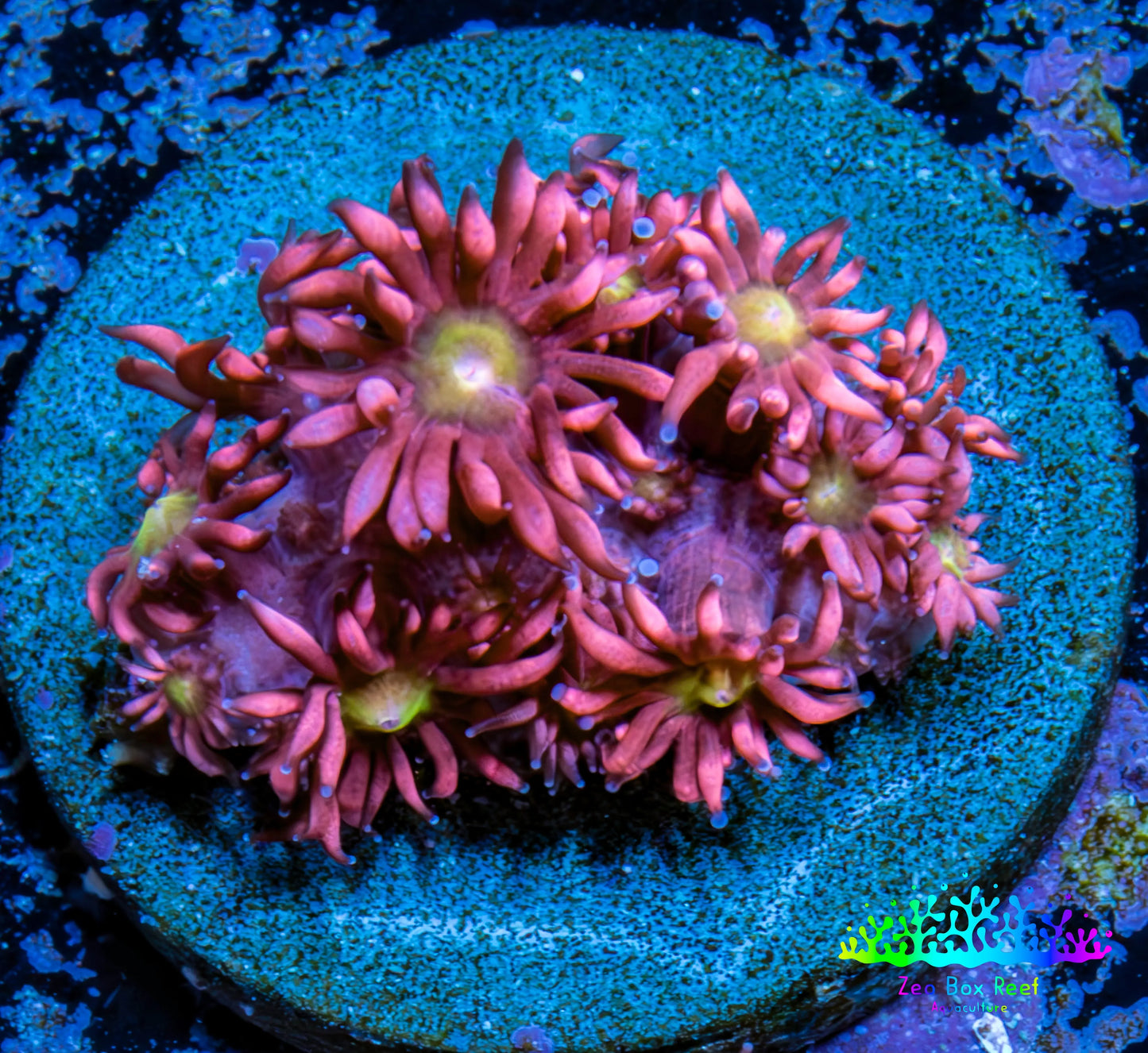 Ultra Goniopora Coral Frag -  WYSIWYG A1R4B2 Ultra Goniopora Coral Frag -  WYSIWYG A1R4B2 Animals & Pet Supplies Ultra Goniopora Coral Frag -  WYSIWYG A1R4B2 Zeo Box Reef