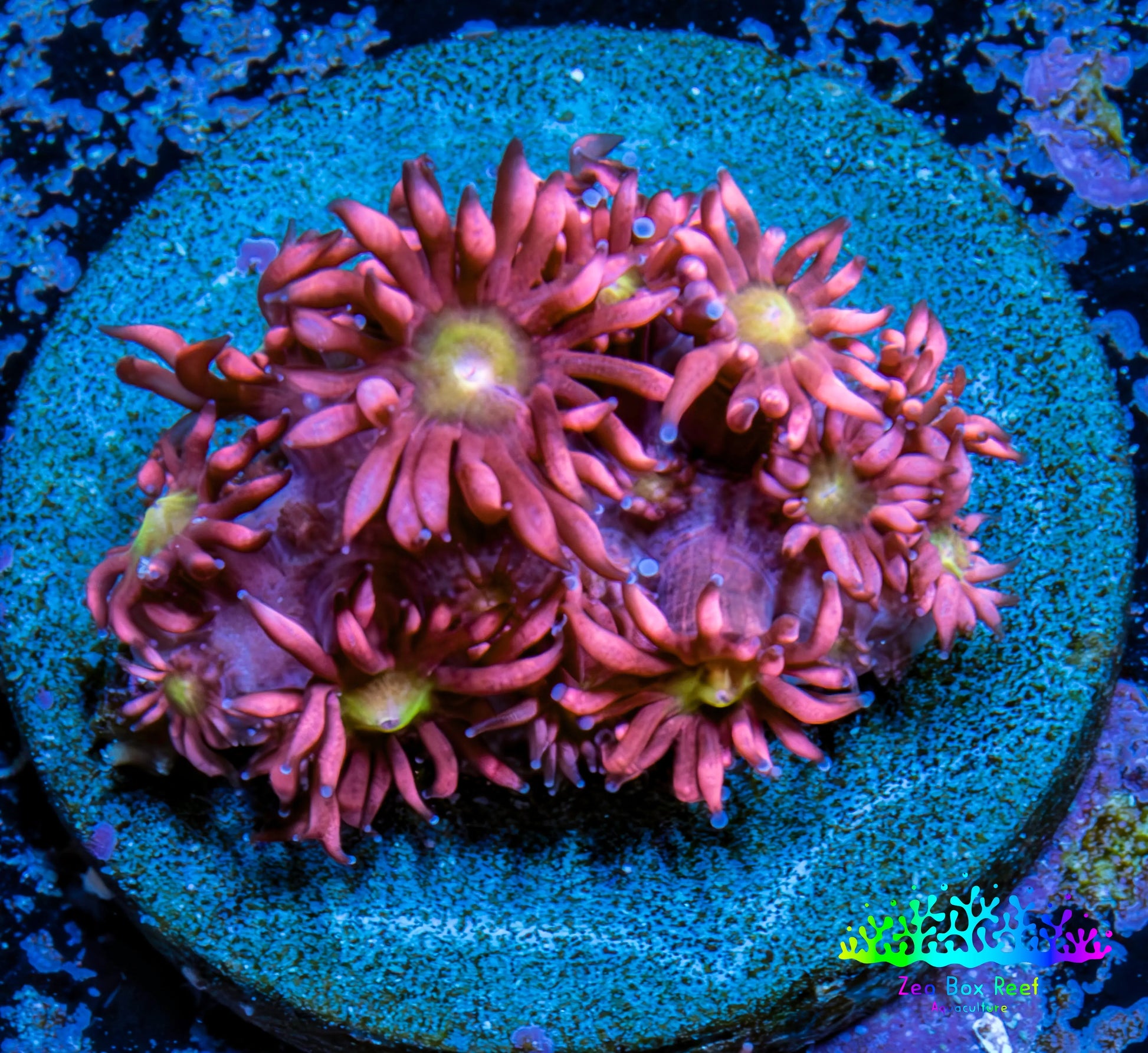 Ultra Goniopora Coral Frag -  WYSIWYG A1R4B2 Ultra Goniopora Coral Frag -  WYSIWYG A1R4B2 Animals & Pet Supplies Ultra Goniopora Coral Frag -  WYSIWYG A1R4B2 Zeo Box Reef