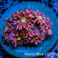 Ultra Goniopora Coral Frag -  WYSIWYG A1R4B2 Ultra Goniopora Coral Frag -  WYSIWYG A1R4B2 Animals & Pet Supplies Ultra Goniopora Coral Frag -  WYSIWYG A1R4B2 Zeo Box Reef