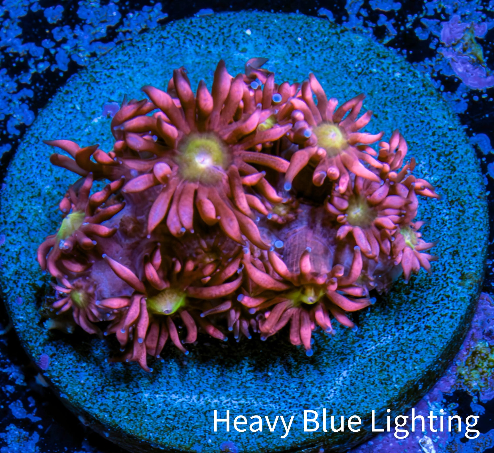 Ultra Goniopora Coral Frag -  WYSIWYG A1R4B2 Ultra Goniopora Coral Frag -  WYSIWYG A1R4B2 Animals & Pet Supplies Ultra Goniopora Coral Frag -  WYSIWYG A1R4B2 Zeo Box Reef