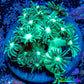 Ultra Goniopora Coral Frag -  WYSIWYG A1R4B2 Ultra Goniopora Coral Frag -  WYSIWYG A1R4B2 Animals & Pet Supplies Ultra Goniopora Coral Frag -  WYSIWYG A1R4B2 Zeo Box Reef