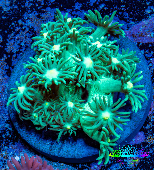 Ultra Goniopora Coral Frag -  WYSIWYG A1R4B2 Ultra Goniopora Coral Frag -  WYSIWYG A1R4B2 Animals & Pet Supplies Ultra Goniopora Coral Frag -  WYSIWYG A1R4B2 Zeo Box Reef