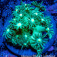 Ultra Goniopora Coral Frag -  WYSIWYG A1R4B2 Ultra Goniopora Coral Frag -  WYSIWYG A1R4B2 Animals & Pet Supplies Ultra Goniopora Coral Frag -  WYSIWYG A1R4B2 Zeo Box Reef