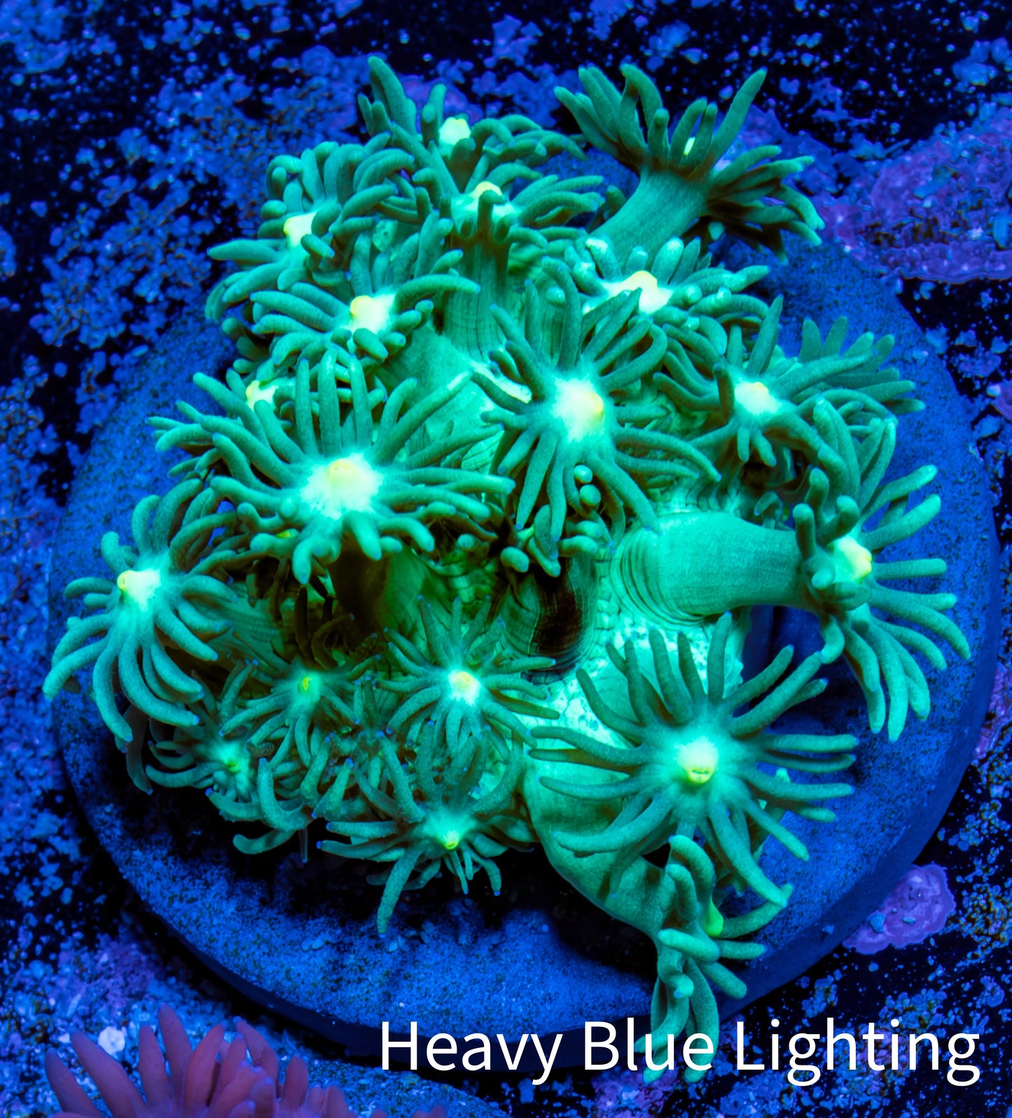 Ultra Goniopora Coral Frag -  WYSIWYG A1R4B2 Ultra Goniopora Coral Frag -  WYSIWYG A1R4B2 Animals & Pet Supplies Ultra Goniopora Coral Frag -  WYSIWYG A1R4B2 Zeo Box Reef
