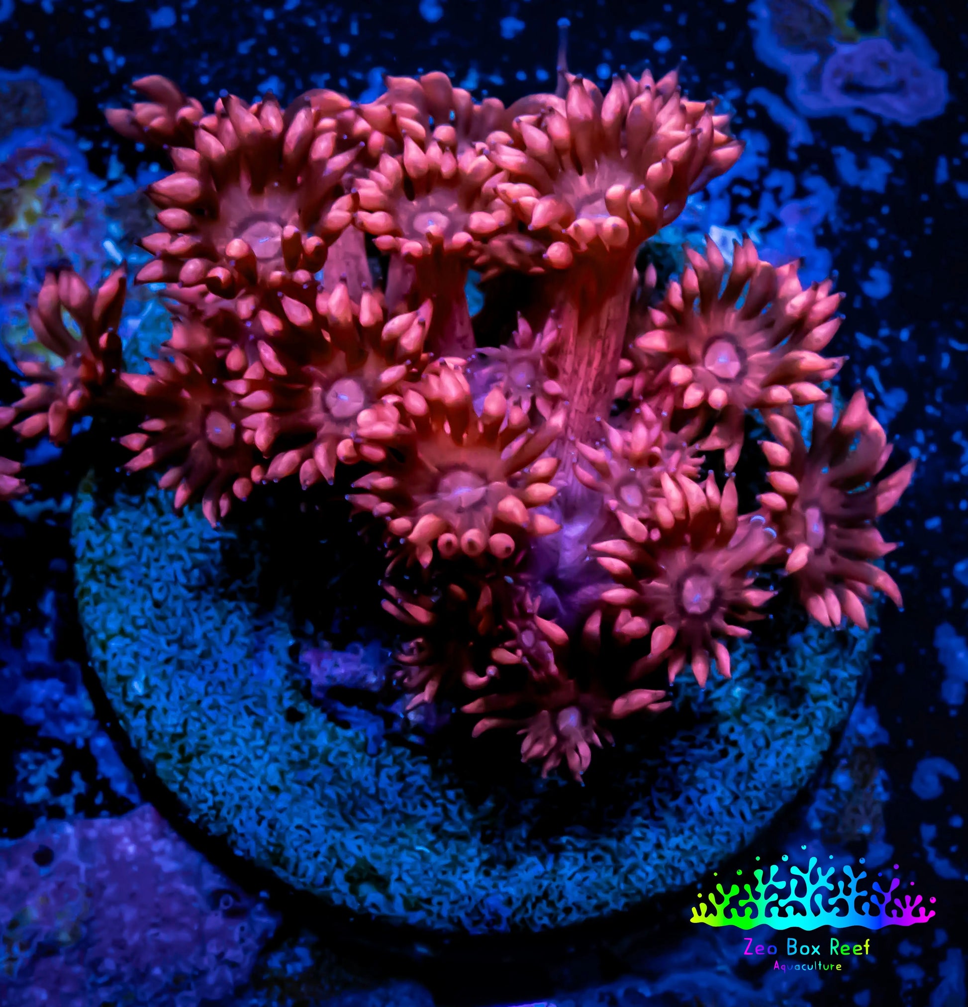 Ultra Goniopora Coral - Frag - WYSIWYG A21R3B1 Ultra Goniopora Coral - Frag - WYSIWYG A21R3B1 Animals & Pet Supplies Ultra Goniopora Coral - Frag - WYSIWYG A21R3B1 Zeo Box Reef