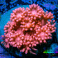 Ultra Goniopora Coral - Frag - WYSIWYG A2R2B1 Ultra Goniopora Coral - Frag - WYSIWYG A2R2B1 Animals & Pet Supplies Ultra Goniopora Coral - Frag - WYSIWYG A2R2B1 Zeo Box Reef