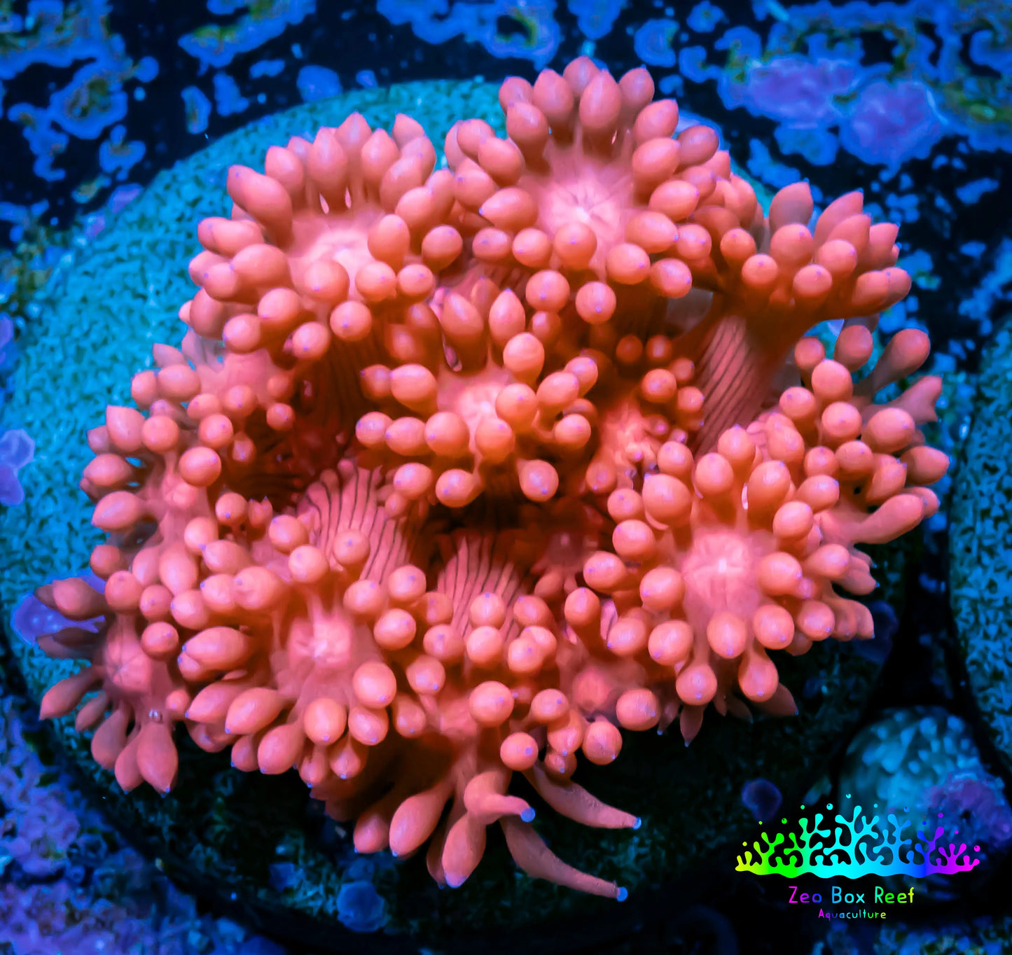 Ultra Goniopora Coral - Frag - WYSIWYG A2R2B1 Ultra Goniopora Coral - Frag - WYSIWYG A2R2B1 Animals & Pet Supplies Ultra Goniopora Coral - Frag - WYSIWYG A2R2B1 Zeo Box Reef