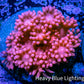 Ultra Goniopora Coral - Frag - WYSIWYG A2R2B1 Ultra Goniopora Coral - Frag - WYSIWYG A2R2B1 Animals & Pet Supplies Ultra Goniopora Coral - Frag - WYSIWYG A2R2B1 Zeo Box Reef