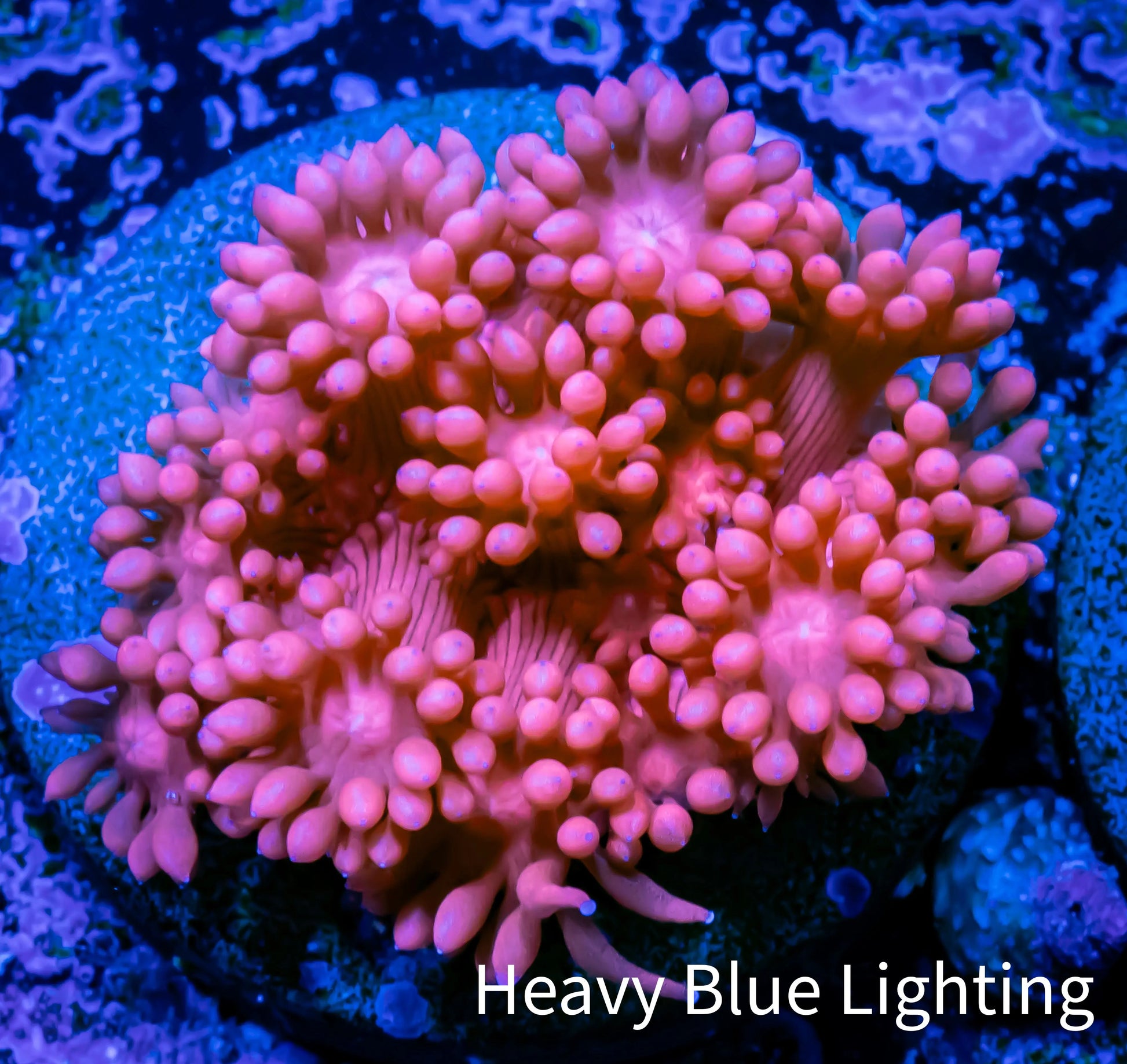 Ultra Goniopora Coral - Frag - WYSIWYG A2R2B1 Ultra Goniopora Coral - Frag - WYSIWYG A2R2B1 Animals & Pet Supplies Ultra Goniopora Coral - Frag - WYSIWYG A2R2B1 Zeo Box Reef