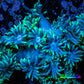 Ultra Goniopora Coral - Frag - WYSIWYG A2R3B1 Ultra Goniopora Coral - Frag - WYSIWYG A2R3B1 Animals & Pet Supplies Ultra Goniopora Coral - Frag - WYSIWYG A2R3B1 Zeo Box Reef